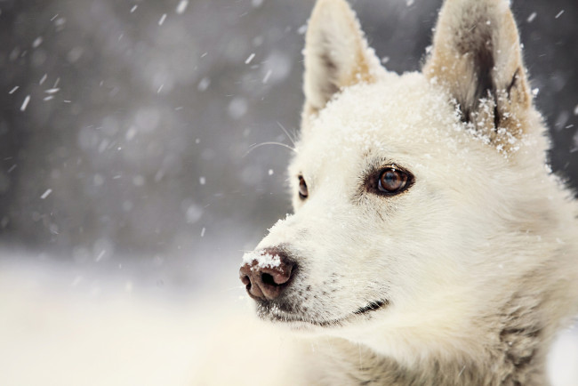 Обои картинки фото животные, собаки, winter, dog, view, snow, зима, взгляд, собака, снег