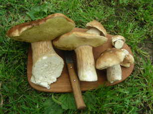обоя еда, грибы,  грибные блюда, нож, белые, доска