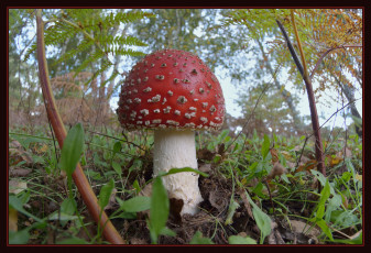 Картинка природа грибы +мухомор мухомор трава