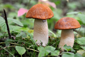 Картинка природа грибы парочка
