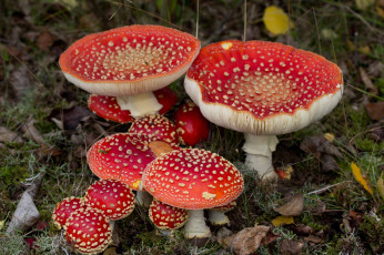 Картинка природа грибы +мухомор лес мухоморы трава осень