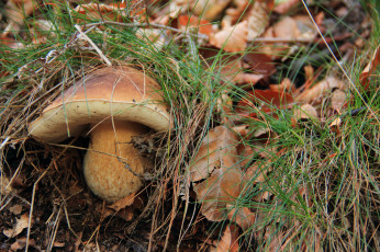 Картинка природа грибы листья трава боровик лес