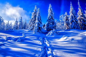 Картинка природа зима снег ели