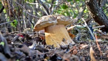 Картинка природа грибы трава лес листья боровик