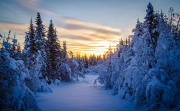 Картинка природа зима елки снег утро