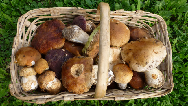 Обои картинки фото еда, грибы,  грибные блюда, сбор, корзина