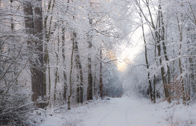 Обои картинки фото природа, дороги, снег, деревья