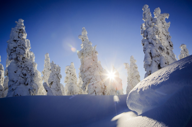 Обои картинки фото природа, зима, лес, снег, солнце