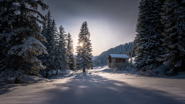 Обои картинки фото природа, зима, утро, лес