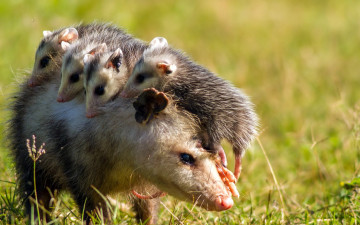 обоя opossum, животные, опоссумы, опоссум, опоссумовые, зверёк, мех, хвостик, мордочка, млекопитающие