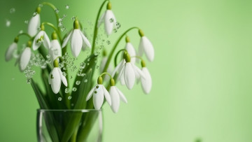 Картинка рисованное цветы букет весна подснежники ваза белые первоцветы зеленый фон