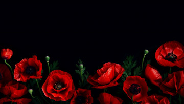 Картинка рисованное цветы маки красные черный фон композиция