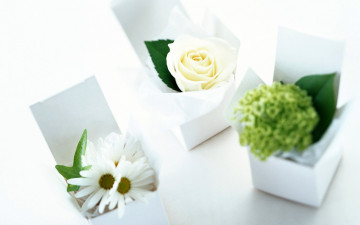 Картинка цветы разные+вместе коробки ромашки гортензия роза