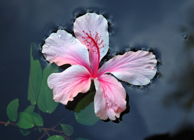 Обои картинки фото цветы, гибискусы, розовый, вода
