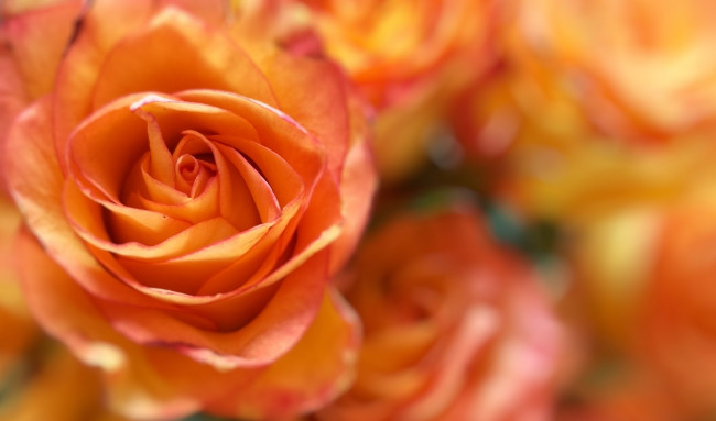 Обои картинки фото цветы, розы, роза, бутон, оранжевый