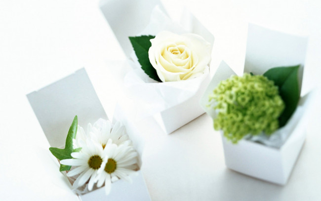 Обои картинки фото цветы, разные вместе, коробки, ромашки, гортензия, роза