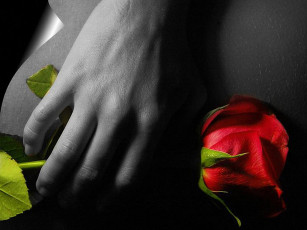 обоя rose, photo, nudere, разное