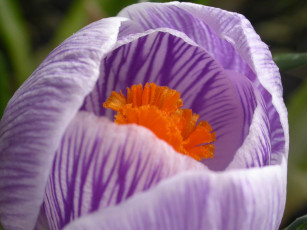 Картинка rostislaw Январский крокус цветы крокусы