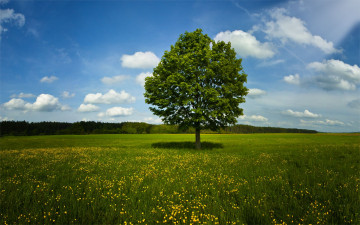 Картинка природа деревья