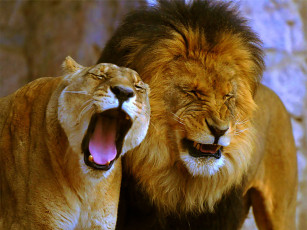Картинка животные львы лев львица пасть