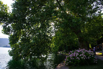Картинка природа парк река дерево цветущий куст