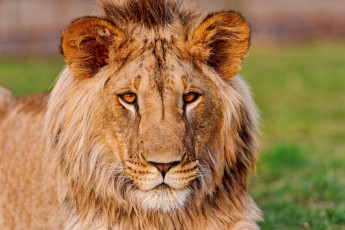 Картинка животные львы лев морда уши взгляд