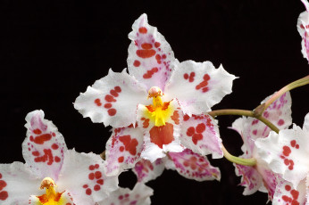 Картинка цветы орхидеи экзотика пятна