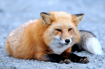 Картинка животные лисы хвост рыжий