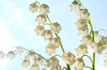 Картинка цветы ландыши белый веточки