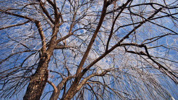 Картинка природа деревья крона дерево иней небо