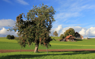 Картинка природа деревья дерево дом поле
