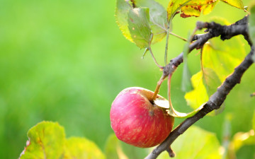 Картинка природа плоды яблоко дерево лето