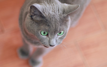 Картинка животные коты кошка кот