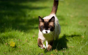 Картинка животные коты трава кот