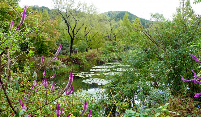 Обои картинки фото природа, парк, пруд, цветы, кусты, деревья