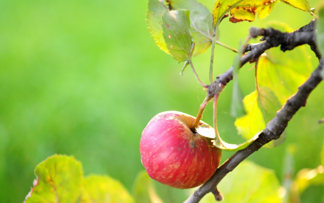 Обои картинки фото природа, плоды, яблоко, дерево, лето