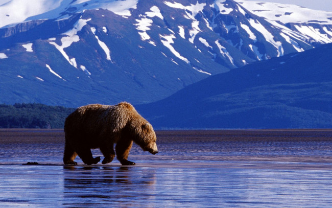Обои картинки фото животные, медведи, фон, медведь, горы, вода