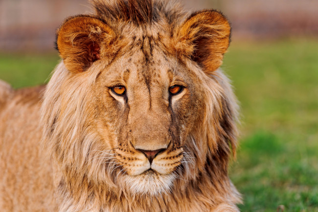 Обои картинки фото животные, львы, лев, морда, уши, взгляд