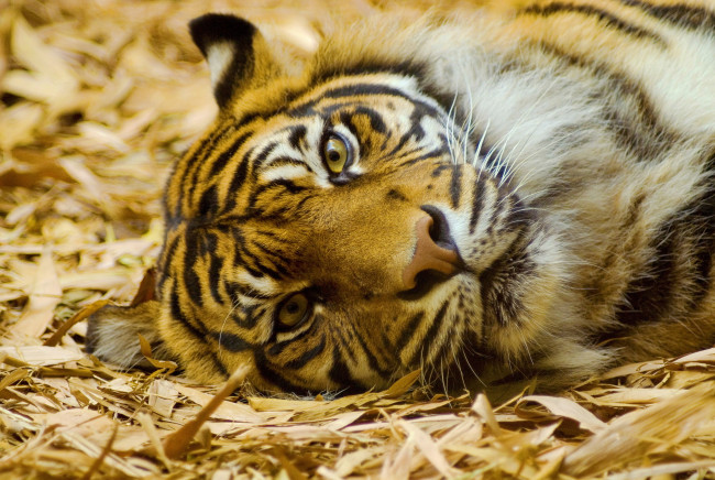 Обои картинки фото животные, тигры, тигр, суматранский