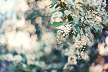 Картинка цветы цветущие деревья кустарники дерево весна цветение черемуха