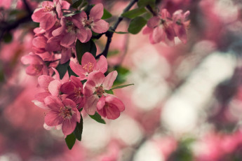 Картинка цветы цветущие деревья кустарники сакура цветение весна дерево
