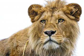 Картинка животные львы молодой портрет