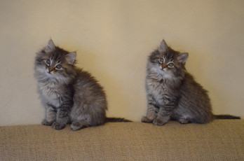 Картинка животные коты котята близнецы