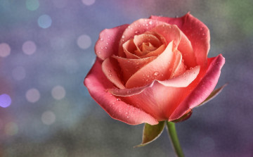 Картинка цветы розы бутон