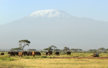 Картинка животные слоны unforgettable safari гора