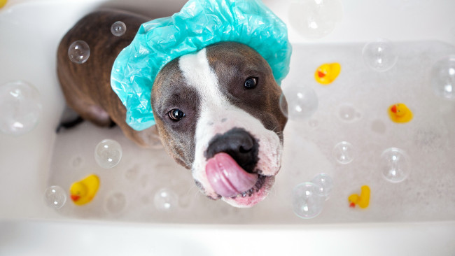 Обои картинки фото животные, собаки, ванна, лузыри