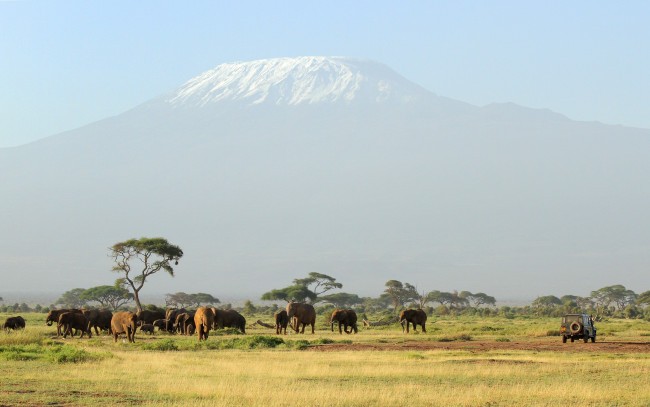 Обои картинки фото животные, слоны, unforgettable, safari, гора
