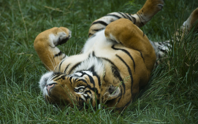 Обои картинки фото животные, тигры, трава, тигр