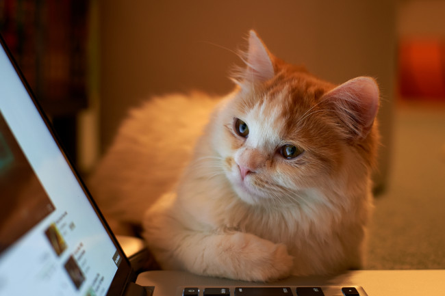 Обои картинки фото животные, коты, ноутбук