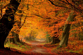 Картинка природа лес path road парк дорога colors walk листья осень деревья fall autumn colorful forest park trees leaves